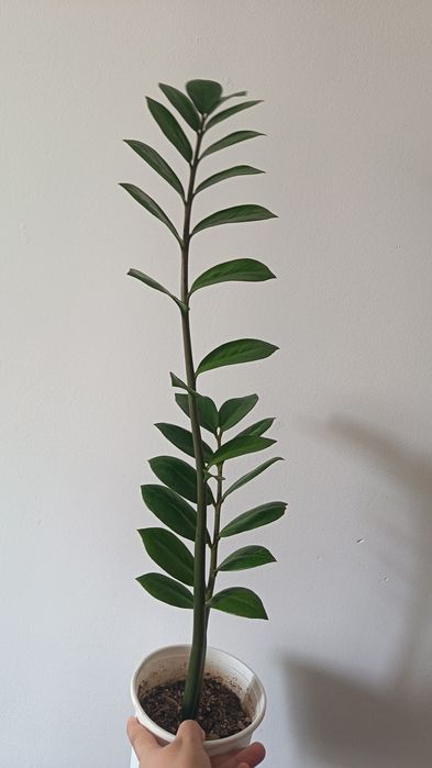 замиокулькас комнатное растение