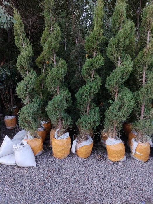 Dizayn berilgan majvinniklar