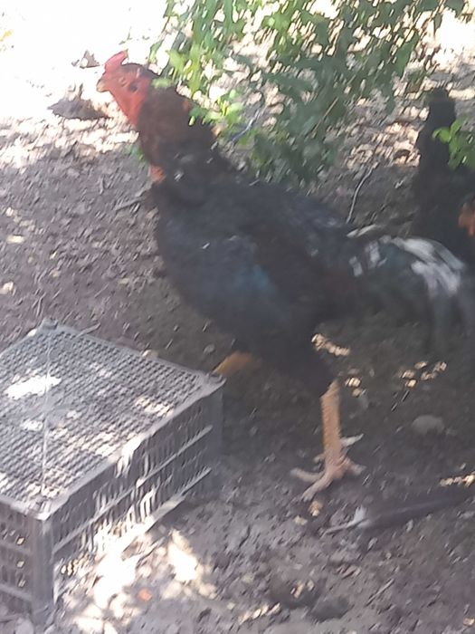 КОРЕЕЦ Хуроз сотилади