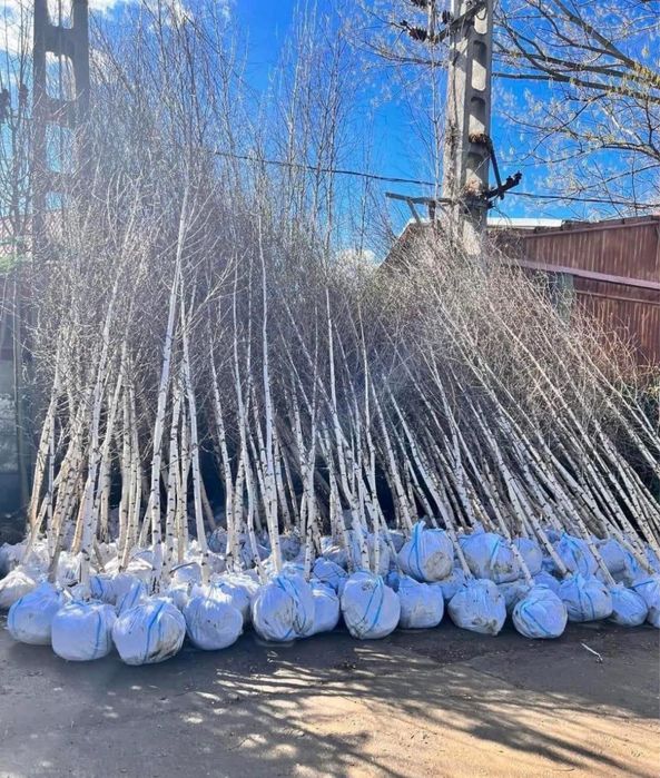 Mesteca cu coja alba