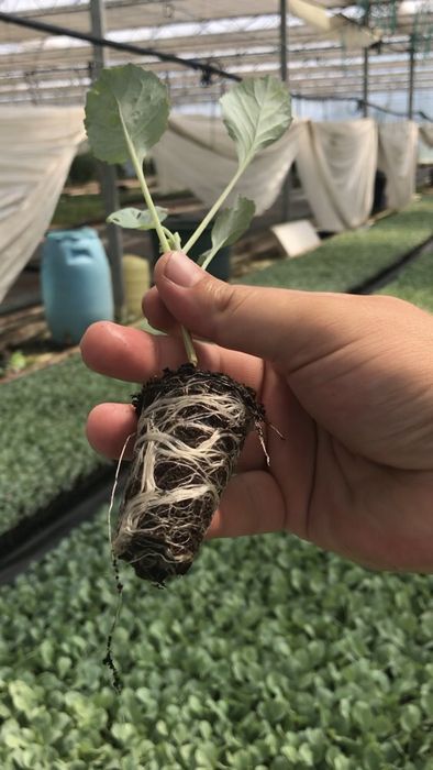 Rasad varza /rasaduri de varza de toamna Beverly,Caruso, Supreme Queen