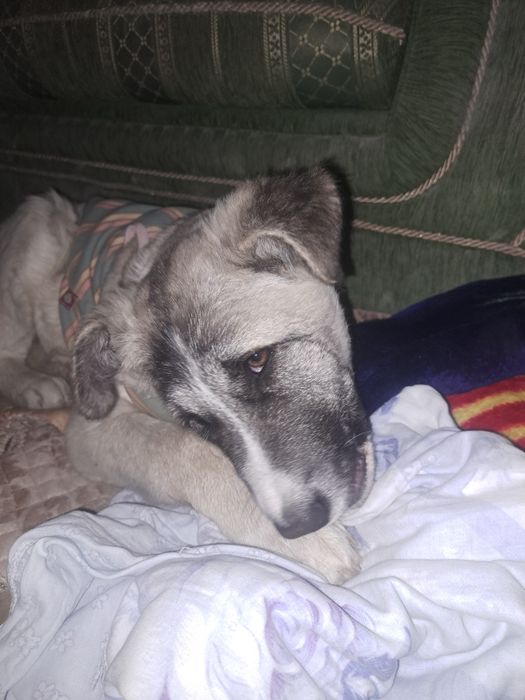 Продам Алабай щенка