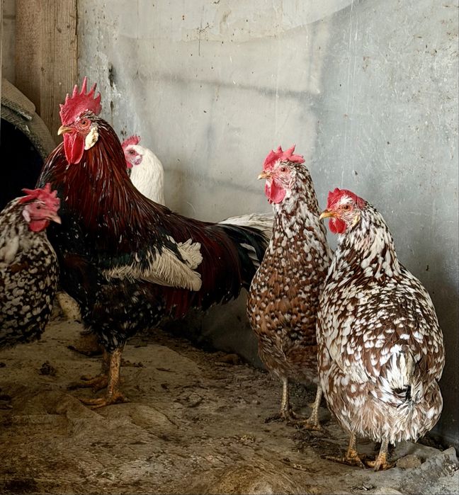 Oua de la gainile din imagini