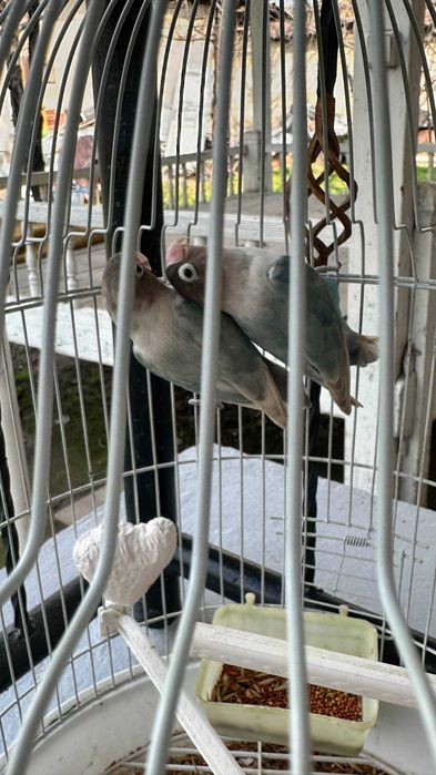 Продаётся папугай маска