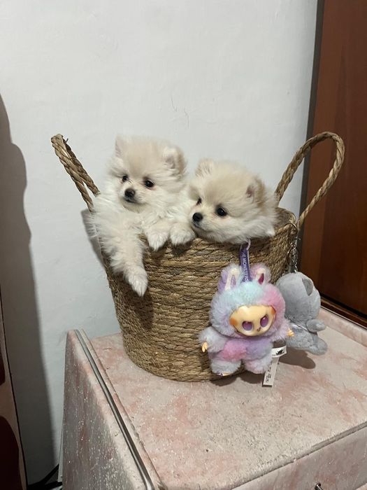 Щенятки немецкого щпица