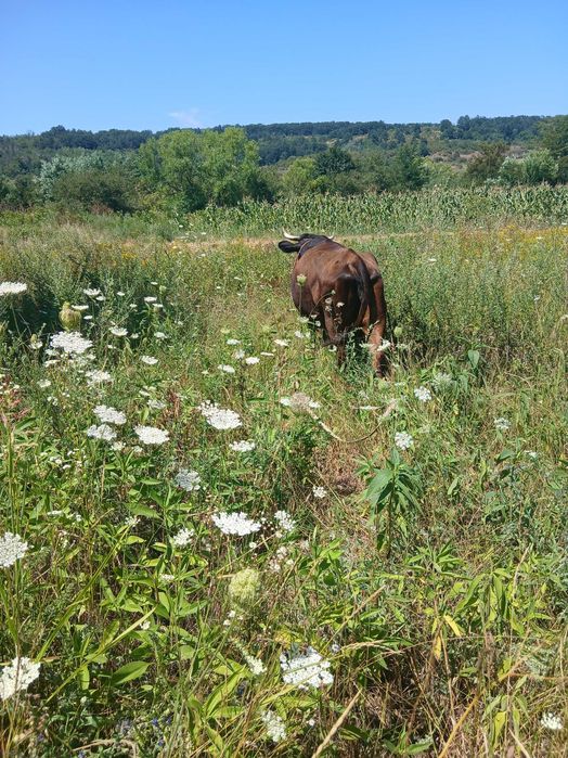 Vaca de  vanzare