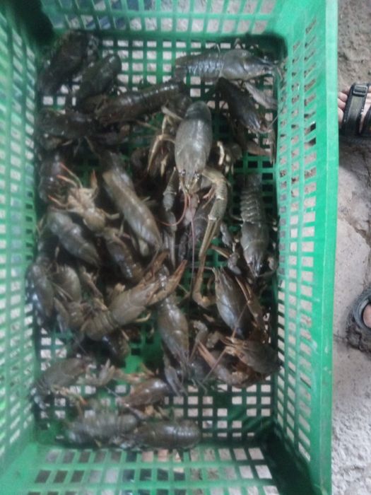 Раки. С доставкой по городу