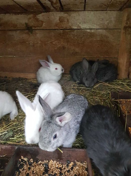 iepurasi 10sapt 10buc.