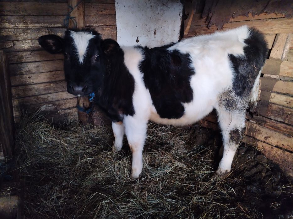 Vând         Vițel