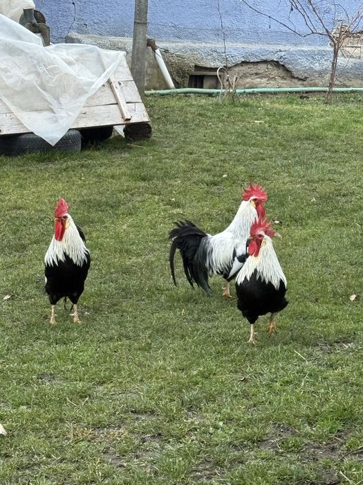 Cocosi Italieni Argintii de vanzare