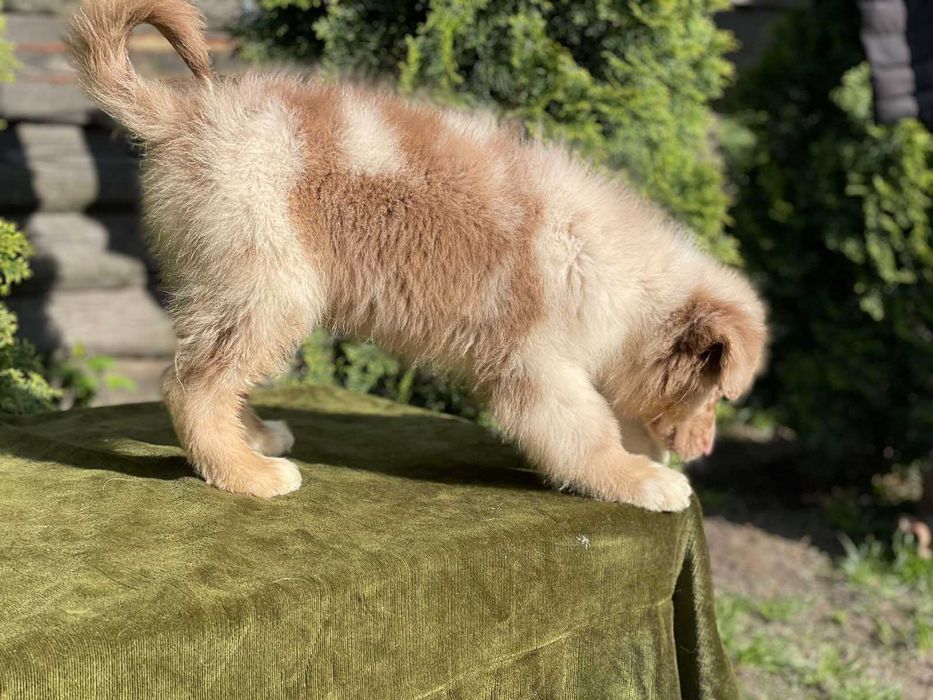 австралийска овчарка с родословие