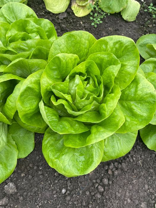 Salată verde de vanzare