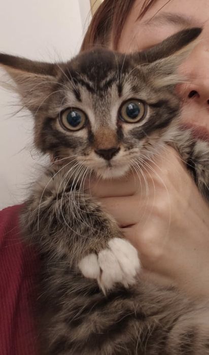 Котенок, 2 мес, мальчик