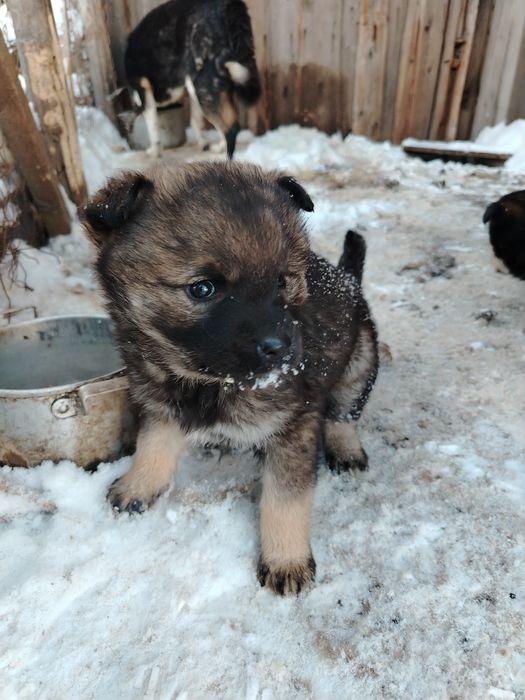Отдам щенков девочки