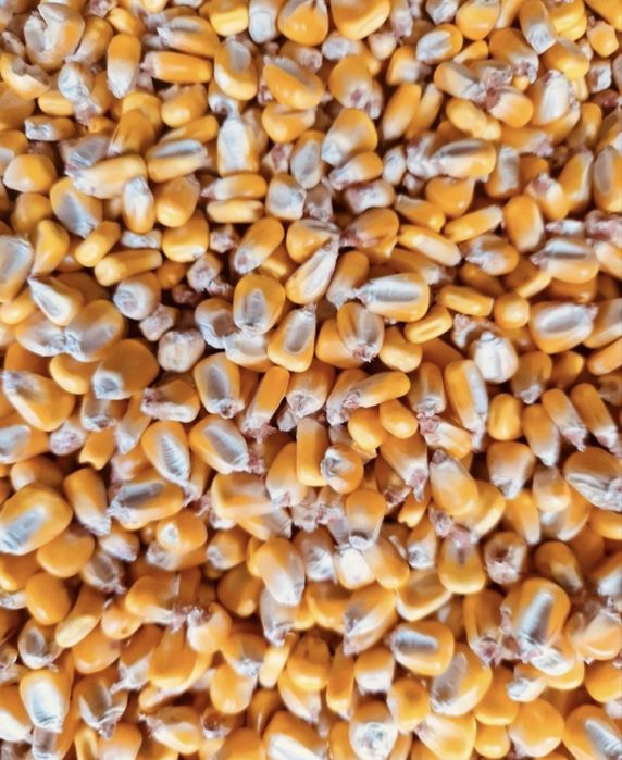 Vând Porumb  și Grâu recoltă 2025 la 1,3 lei /kg