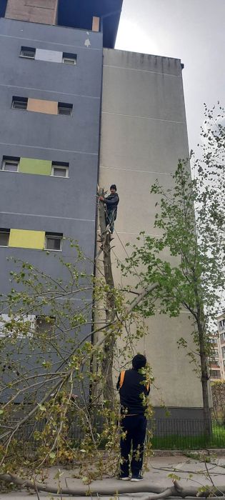 Toaletare copaci cu alpinisti
