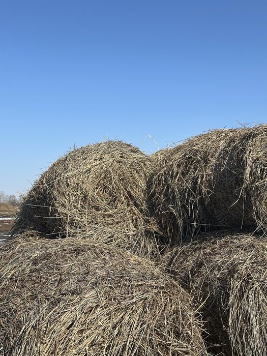 Камыс рулон. Шт-4000