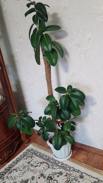 Напольные цветы  для офиса