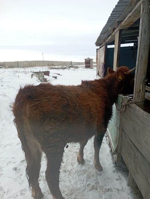 Продается телка. Тайынша сатылады
