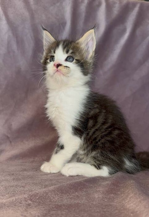 Мальчишка мейн кун из питомника