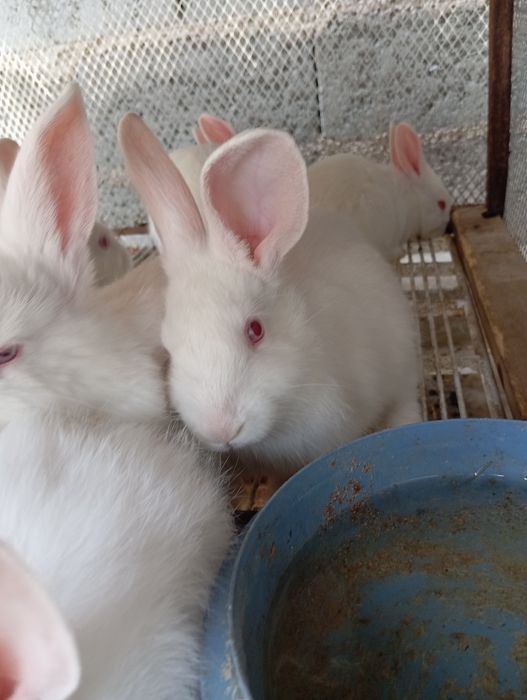 Quyon bolalari sotiladi