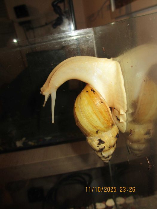 Гигантски Африкански охлюви