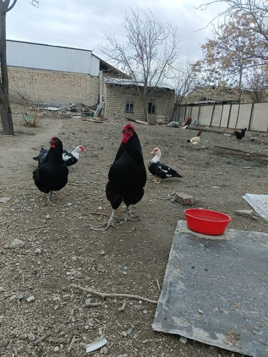 Кора Шахзода хурози сотилади!