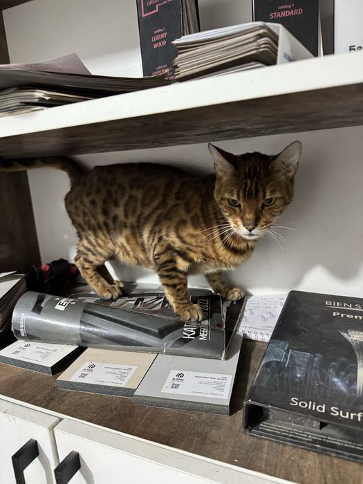 Срочно отдам Бенгала кошка