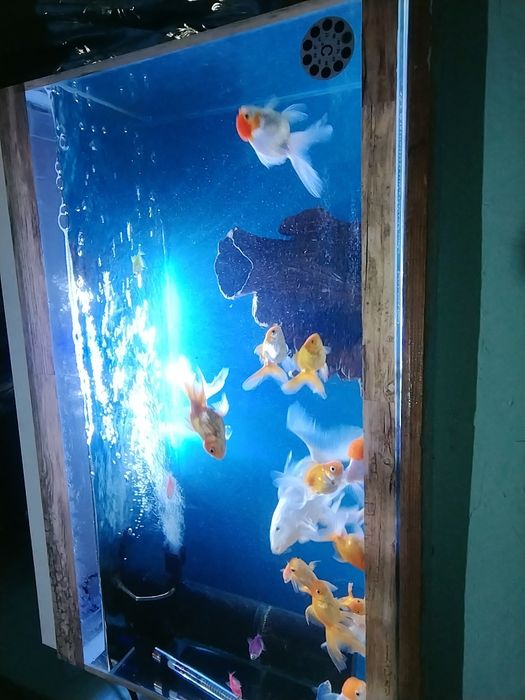 Baliqlar sotiladi akvarium vozdix suv isitgich tenti xammasiI 20 baliq
