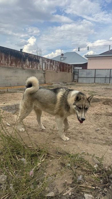 Сибирское Лайка таза