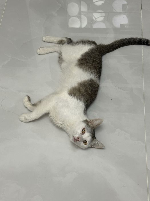 Отдам кота 1 год в хорошие добрые руки бесплатно