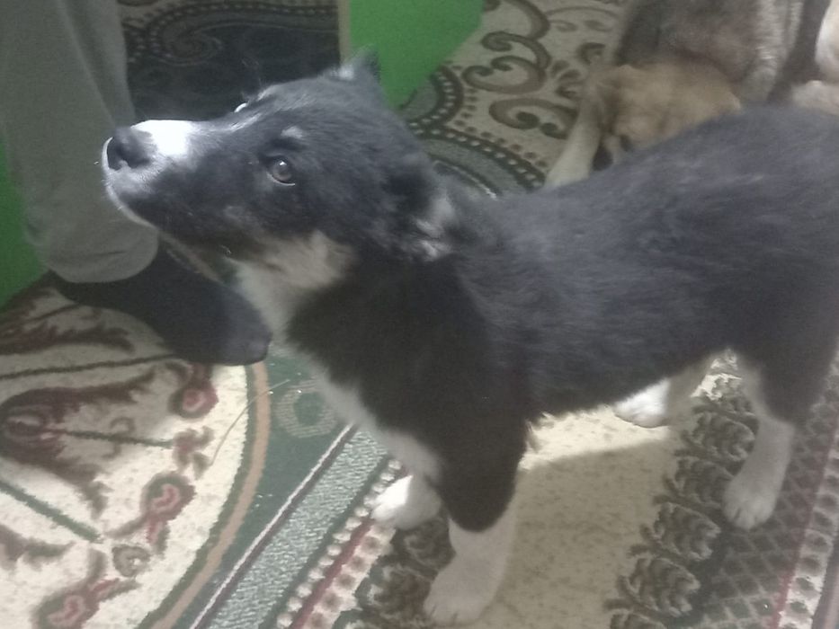 Продам щенок на добрый рук