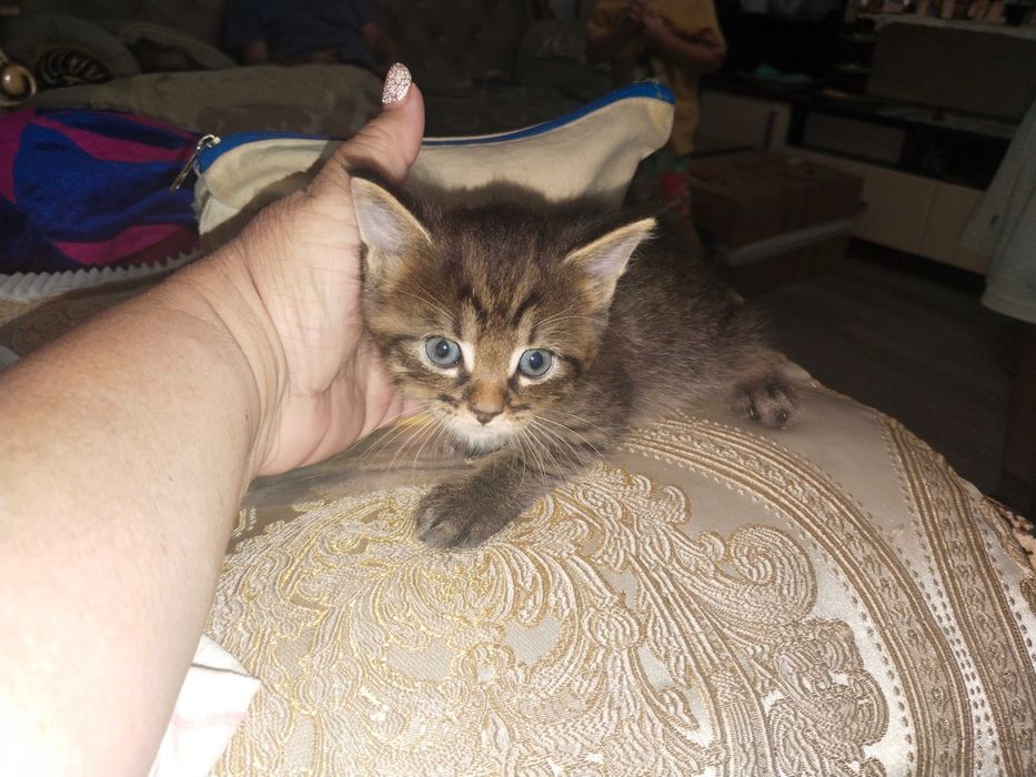 Котята помесь мей Кун с шотландцем