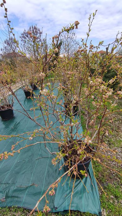 Американска боровинка