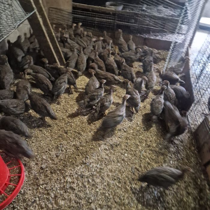 Bibilici de carne și ouă  tineret