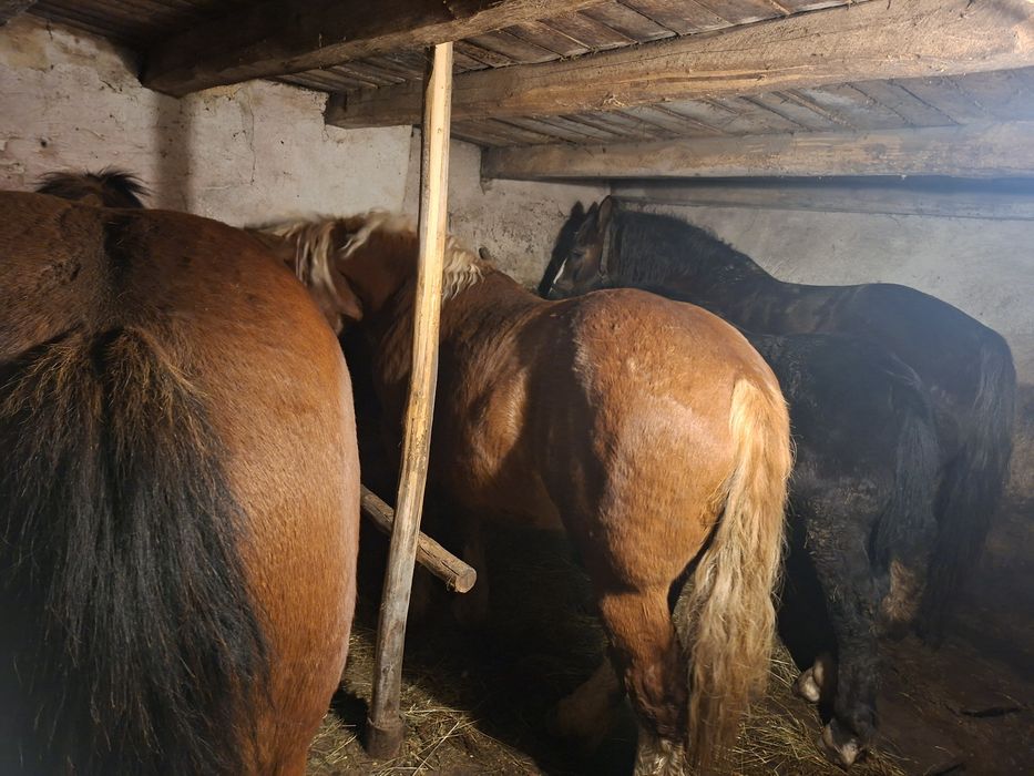 De vânzare mânz de 6 luni