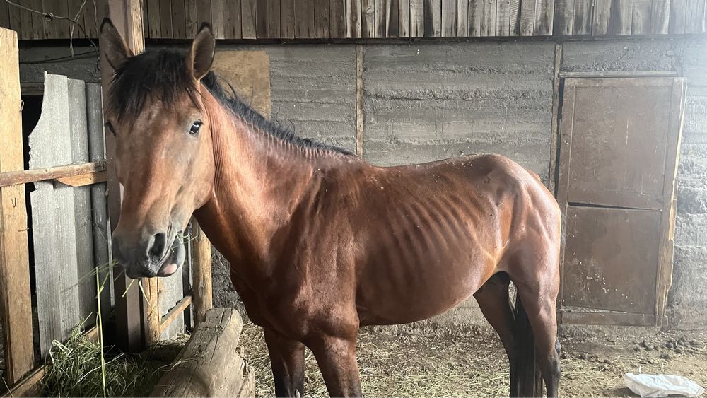 Торы Айғыр сатылады