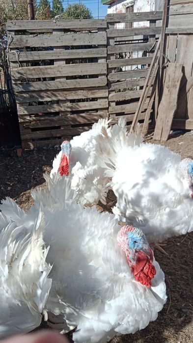 Индюктер сатылады.