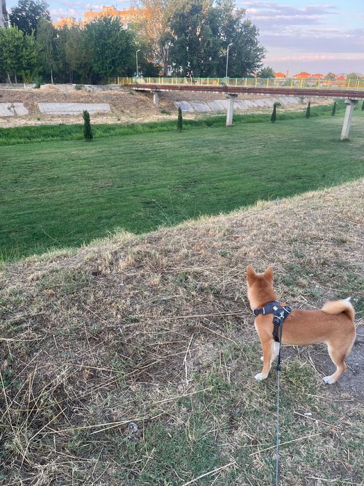 Нагръдник Ruffwear Front Range XS