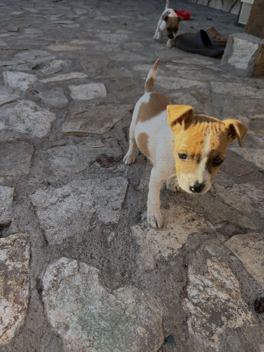 Куче Джак Ръсел(нечистокръвни)