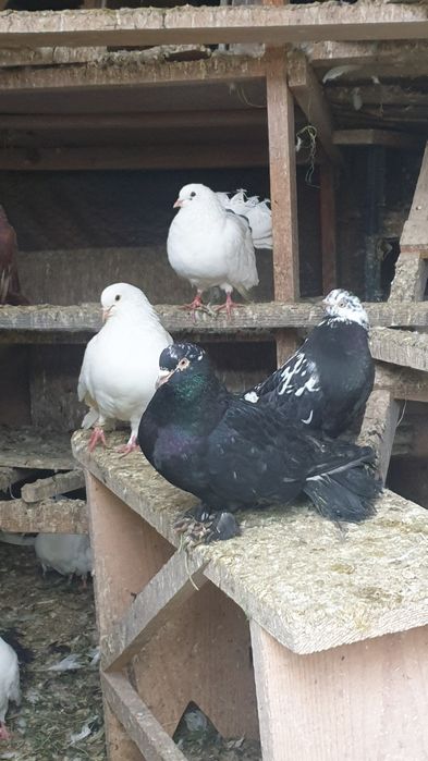 Porumbei Pavă / Încălţaţi frumoşi (