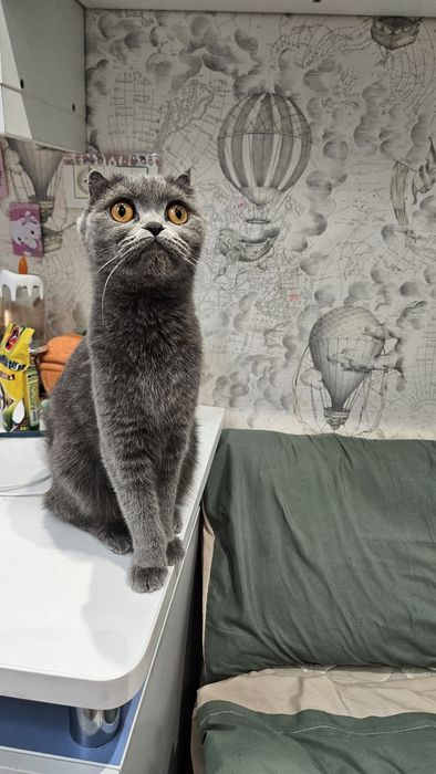 Scottish fold Девушка