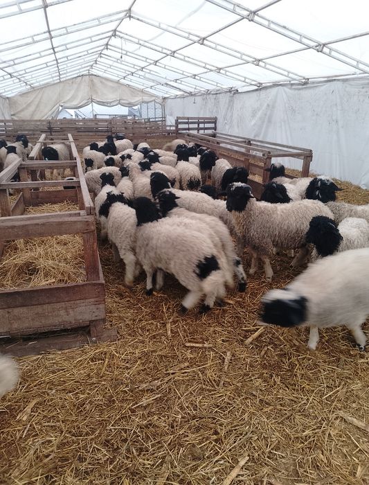 Mieii de vânzare grași ținuți Pe stabulație