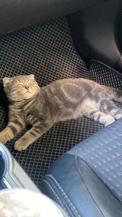 Котята мальчик породистый вислуха