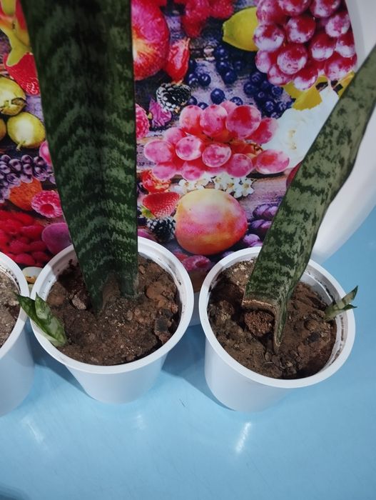 Комнатное растение- Сансивиерия