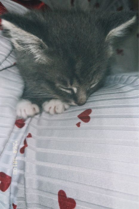 Кошка (Японская порода)