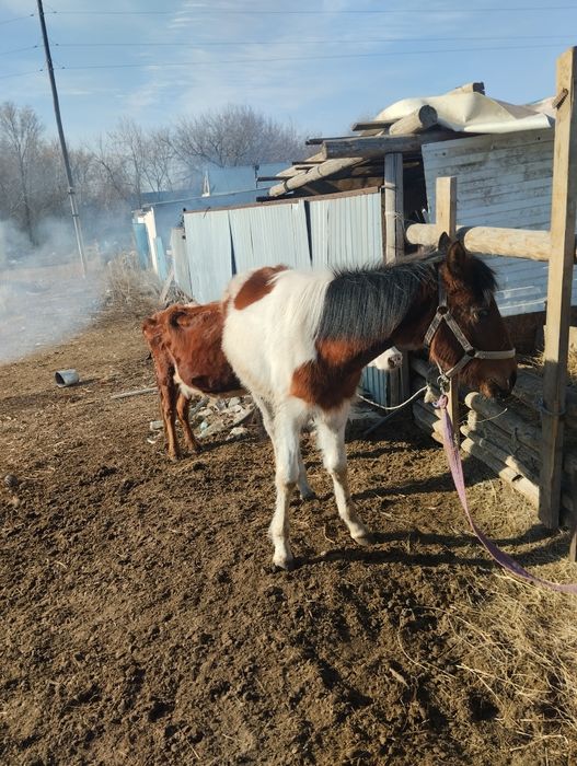 Тай сатамын обучен