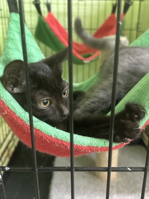 Котик Миша в добрые руки