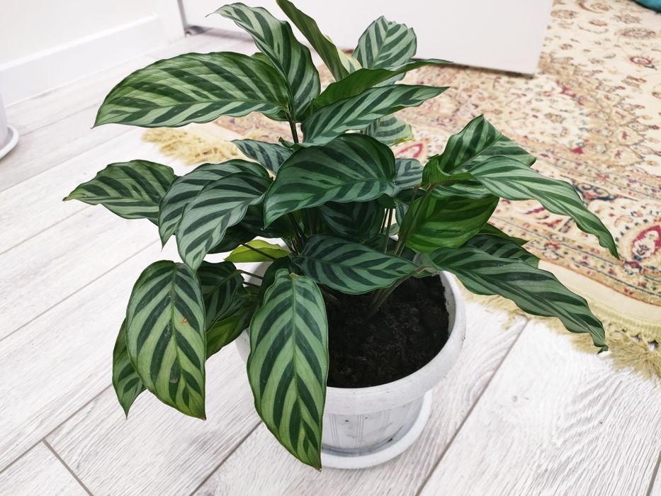 Шикарные растения, доставка