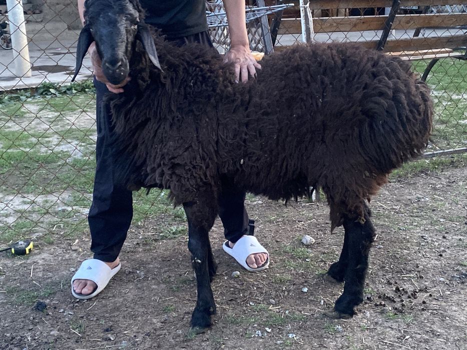 Пародистый қошқар ұрықтыққа